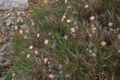 Ptilostemon chamaepeuce