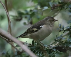 Fringilla coelebs