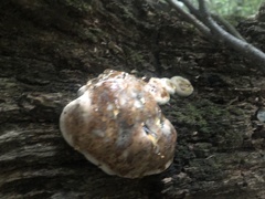 Camarops petersii