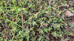 Polygonum arenastrum