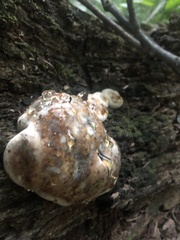 Camarops petersii