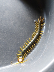 Scolopendridae