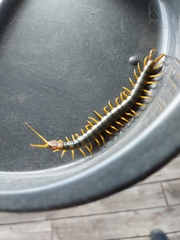 Scolopendridae