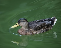 Anas platyrhynchos