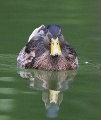 Anas platyrhynchos