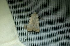 Chersotis margaritacea