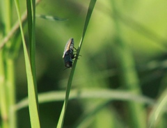 Agrilus pulchellus