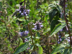 Agastache foeniculum
