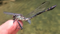 Dromogomphus spinosus