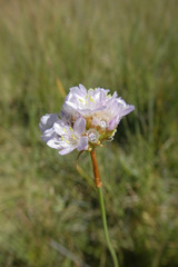 Armeria arenaria