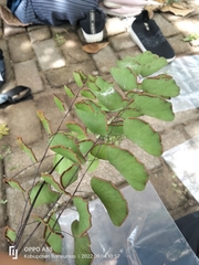 Adiantum philippense