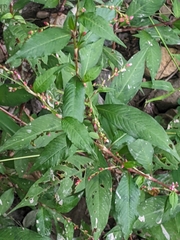 Persicaria mitis