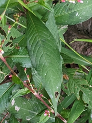 Persicaria mitis
