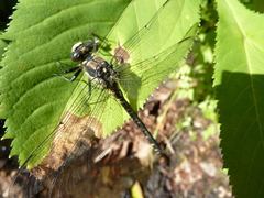 Tanypteryx pryeri