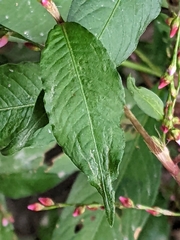 Persicaria mitis