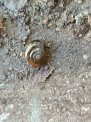 Oxychilus draparnaudi