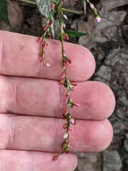 Persicaria mitis