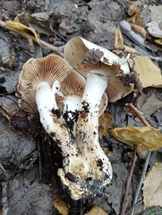 Hebeloma crustuliniforme