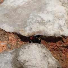 Ronisia