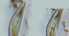 Cymbella