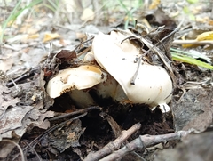 Hebeloma crustuliniforme