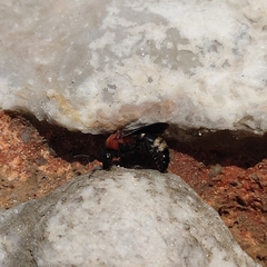 Ronisia