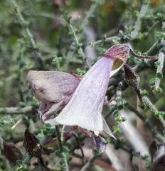 Prostanthera chlorantha