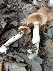 Hebeloma crustuliniforme