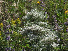 Eupatorium serotinum