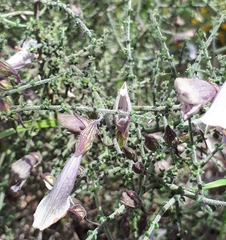 Prostanthera chlorantha