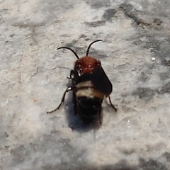Ronisia