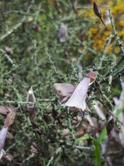 Prostanthera chlorantha