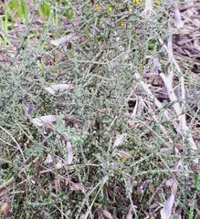 Prostanthera chlorantha