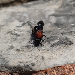 Ronisia