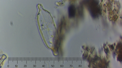 Naviculales