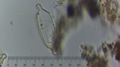Naviculales