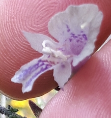 Prostanthera chlorantha