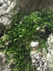 Amblystegium serpens