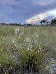 Polygonella polygama
