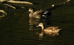 Mareca strepera strepera