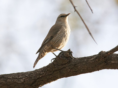 Climacteris picumnus