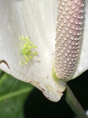 Copiphorini