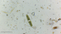 Closterium navicula