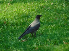 Corvus cornix