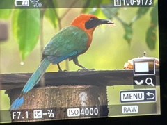 Baryphthengus martii