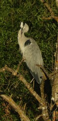 Ardea cinerea cinerea