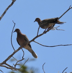 Streptopelia bitorquata