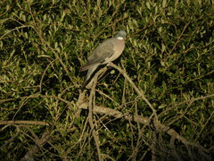 Columba palumbus palumbus