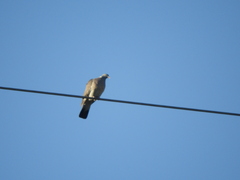Columba palumbus palumbus