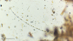 Binuclearia tectorum